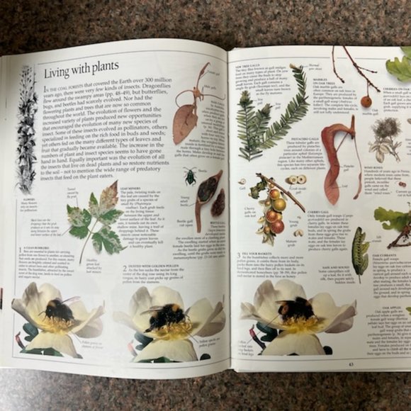 Insect book - Picture 3 of 5